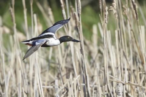 Northern Shoveler (Spatula clypeata) male flying, British Columbia, Canada