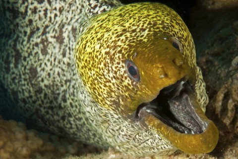 Underwater photo close-up of marbled moray eel (Gymnothorax undulatus) looks out of cave dwelling