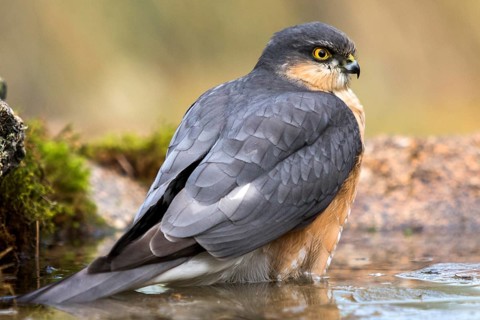 Eurasian Sparrowhawk (Accipiter nisus) male at a waterhole, Madrid, Spain