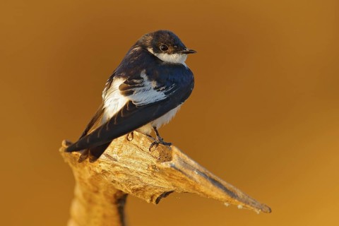 White-winged swallow, Tachycineta albiventer, bird from tropic river. Exotic swallow from Pantanal,