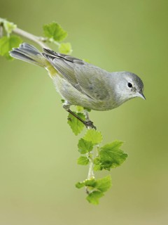 Orange-crowned Warbler (Leiothlypis celata), Texas, USA