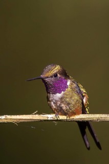Purple-throated Woodstar (Calliphlox mitchellii) male perched on a branch, Tandayapa, Ecuador