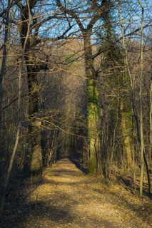 Path in the Forest with Bare Trees in a Sunny Day in Ascona, Ticino, Switzerland