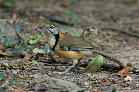 Greater Necklaced Laughingthrush (Garrulax pectoralis), Kaeng Krachan, Thailand