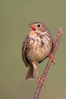 Corn Bunting - Grauammer - Miliaria calandra ssp. calandra, Hungary, adult