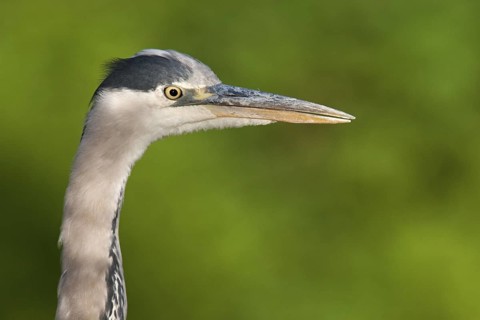 Grey Heron (Ardea cinerea), Berlin, Germany