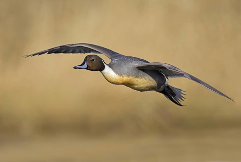 Northern Pintail (Anas acuta) male flying, British Columbia, Canada
