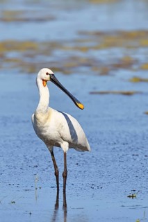 Spoonbill (Platalea leucorodia), adult bird striding through shallow water, adult bird in