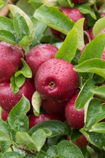 Apple (Malus domestica 'Gaia'), Bundessorteamt, testing centre Wurz, Germany