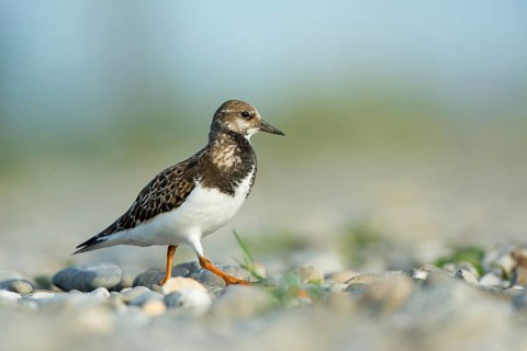 Ruddy Turnstone (Arenaria interpres), Vorarlberg, Austria