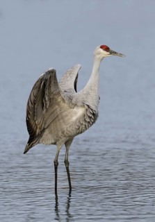 Sandhill Crane (Antigone canadensis), British Columbia, Canada
