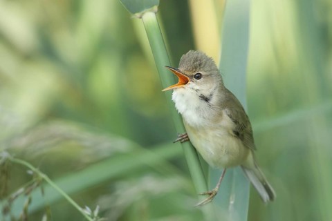 Marsh Warbler (Acrocephalus palustris), Baden-Wuerttemberg, Germany