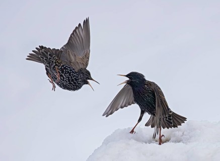 Starling (Sturnus vulgaris), close-up, two adult birds attacking each other in flight in an