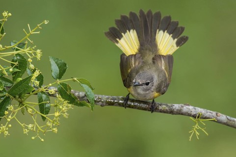 American Redstart (Setophaga ruticilla) female perched on a branch, Texas, USA