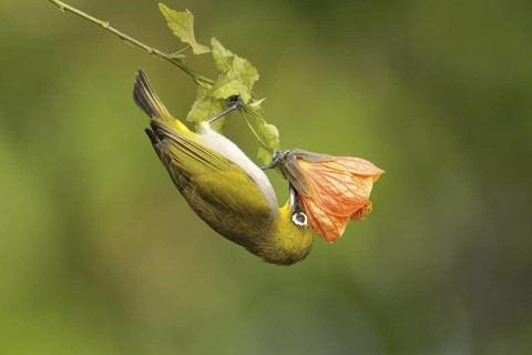 Oriental White-eye (Zosterops palpebrosus), Kerala, India