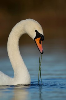 Mute swan (Cygnus olor) adult bird feeding on water plants in a lake, England, United Kingdom