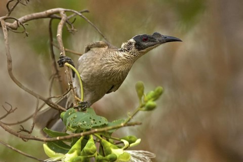 Silver-crowned Friarbird (Philemon argenticeps), Western Australia, Australia