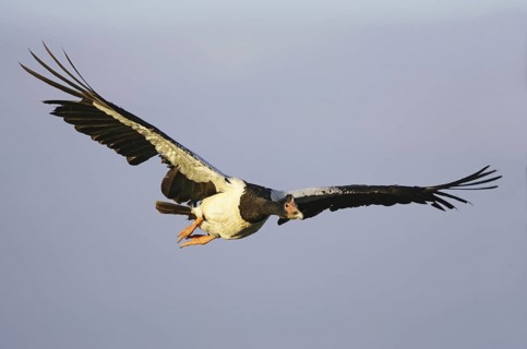 Magpie Goose (Anseranas semipalmata), Victoria, Australia