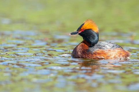 Slavonian grebe (Podiceps auritus) swimming on a lake, Västergötland, Falköping, Sweden