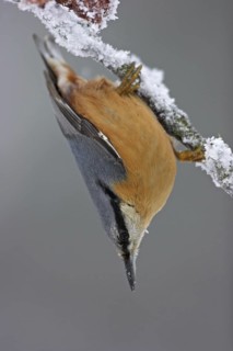 Eurasian Nuthatch (Sitta europaea), Rhineland-Palatinate, Germany