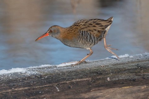 Water Rail (Rallus aquaticus) runs along a branch at the edge of the water in the moor. The sun