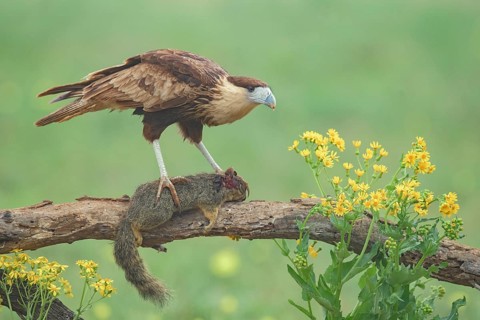 Northern Crested Caracara (Caracara cheriway) juvenile perched on a branch with carcass, Texas, USA