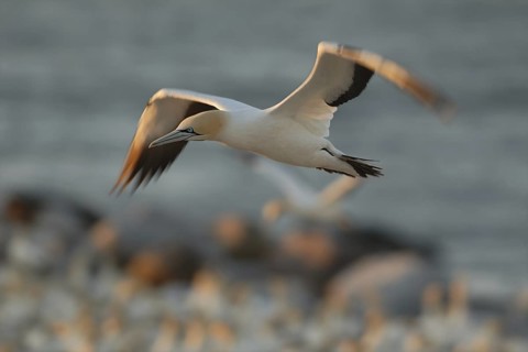 Cape Gannet (Morus capensis), Lamberts Bay, South Africa