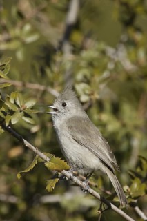 Oak Titmouse (Baeolophus inornatus) singing, California, USA