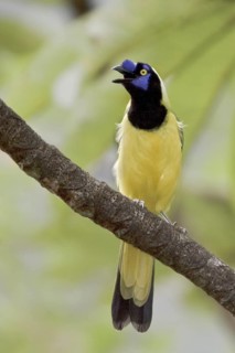 Inca Jay (Cyanocorax yncas), Ecuador
