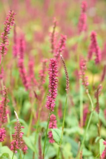 Candle knotweed (Persicaria amplexicaulis 'Speciosa'), Federal Republic of Germany