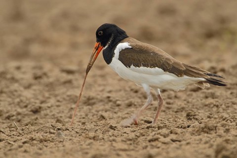 Eurasian Oystercatcher (Haematopus ostralegus) pulling a worm out from the ground, Netherlands