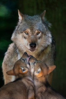 European Wolf (Canis lupus) two young with mother, Lower Saxony, Germany