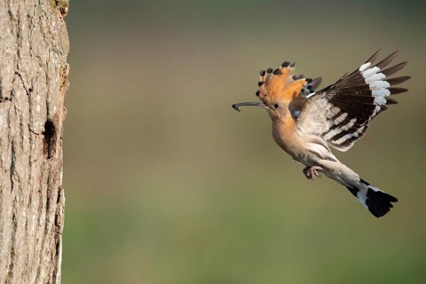 Hoopoe in flight (Upupa epops), Faßberg, Lower Saxony, Germany