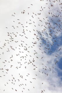 White stork, white storks, (Ciconia ciconia), animals, birds, group, bird migration, gathering,