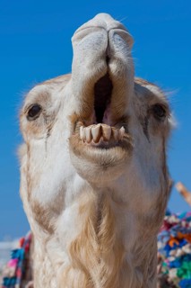 Dromedary (Camelus dromedarius), Arabian camel in head portrait, head, animal, farm animal, teeth,