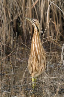 American Bittern in freshwater marsh, Yolo County California