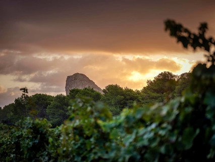 A stunning view of a vineyard in Mallorca at sunset, with lush green vines in the foreground and a