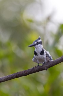 Pied kingfisher (Ceryle rudis), Alcyon pie, MartÌn Pescador PÌo, Marakissa River Camp Marakissa,