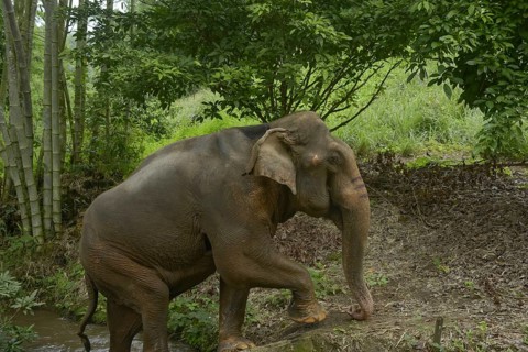 Asian elephant gracefully navigates a lush jungle in Thailand. Surrounded by bamboo and verdant
