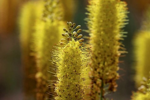 Eremurus in a garden. Krasnodar. Russia