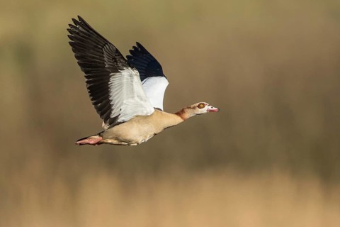 Egyptian Goose (Alopochen aegyptiaca) flying, Baden-Wuerttemberg, Germany