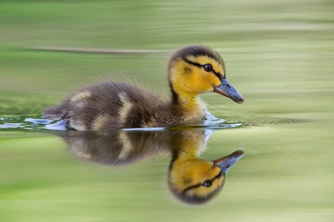 Mallard, chick, juvenile, baby duck, swims in the water, sideways, (Anas platyrhynchos), female,