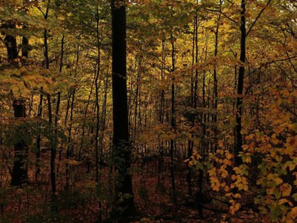 Dark, dense autumn forest with beech trees (fagus) with bright yellow leaves, Franconian Forest