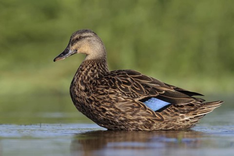 Mottled Duck (Anas fulvigula), Florida, USA