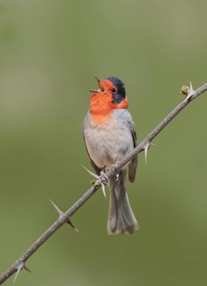 Red-faced Warbler (Cardellina rubrifrons) singing from a branch, Arizona, USA