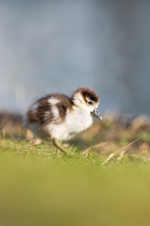 Egyptian goose (Alopochen aegyptiaca) cute chick on a meadow at the shore of a lake, Bavaria,