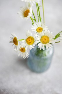 A serene top view of daisy flowers in a delicate arrangement. The soft, white petals and vibrant