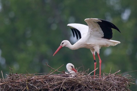 White Stork (Ciconia ciconia) pair at nest, North Rhine-Westphalia, Germany