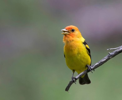 A male Western Tanager, Piranga ludoviciana, - perched in the woods at Cypress Hills