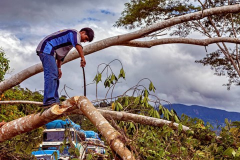 A man stands on a felled tree and saws off branches, under cloudy sky, blocked Yungas road and